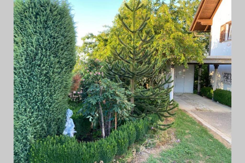 Apartma Jozica In Toncek Sveti Jurij ob Scavnici Dış mekan fotoğraf
